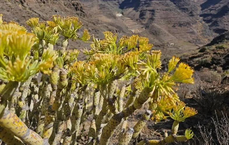 A GüiGüi természetvédelmi terület jellegzetes növényvilága Gran Canarián